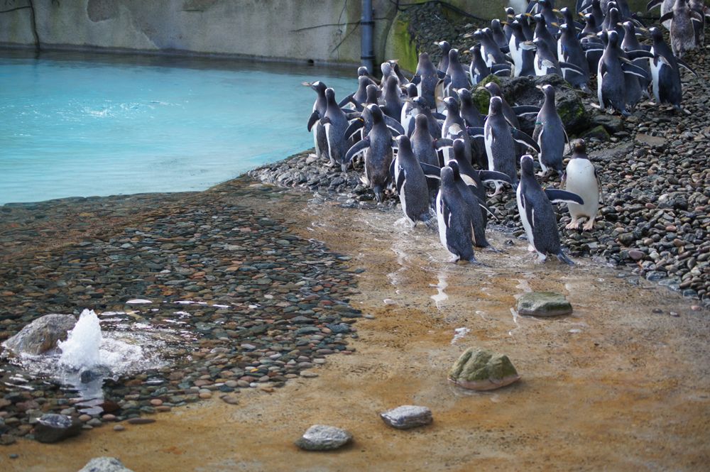 Belfast Zoo, gentoo penguins