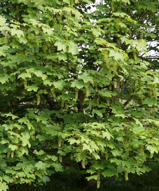 Sycamore Tree Flowers, Acer pseudoplatanus, Aceraceae