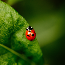 Ladybird on green leaf.