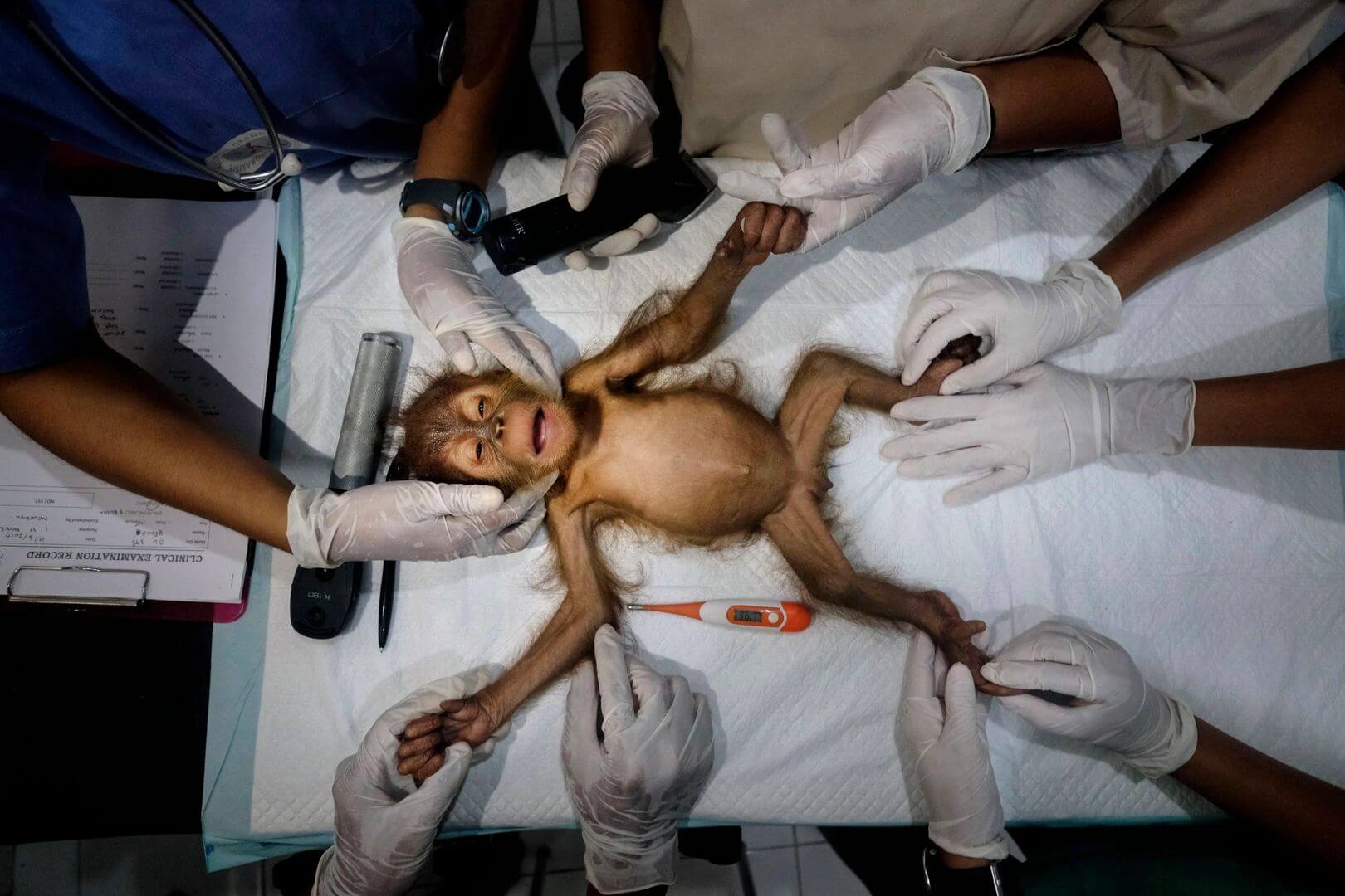Vets treat orangutan led on bed.