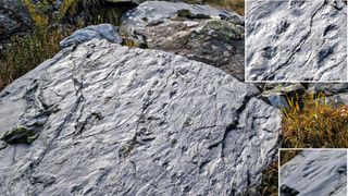 Collage of pictures showing fossilized footprints belonging to reptiles and amphibians that lived in the Permian period on a large boulder.