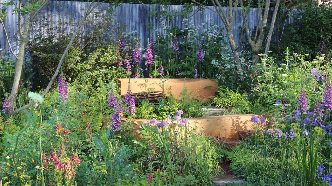 Foxgloves and alliums growing in garden at RHS Chelsea Flower Show