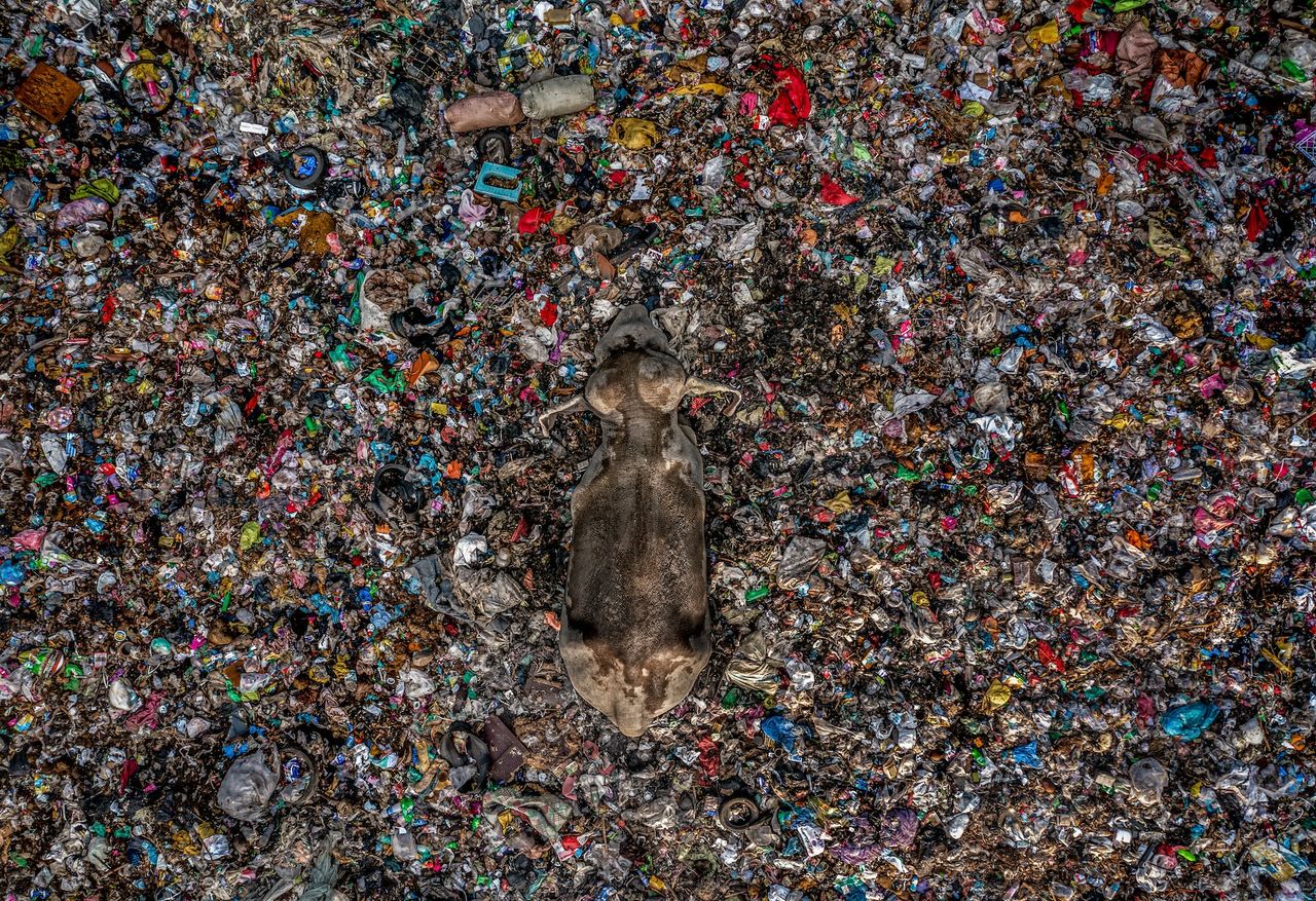 a bird's eye view of an elephant in a dump of plastic waste
