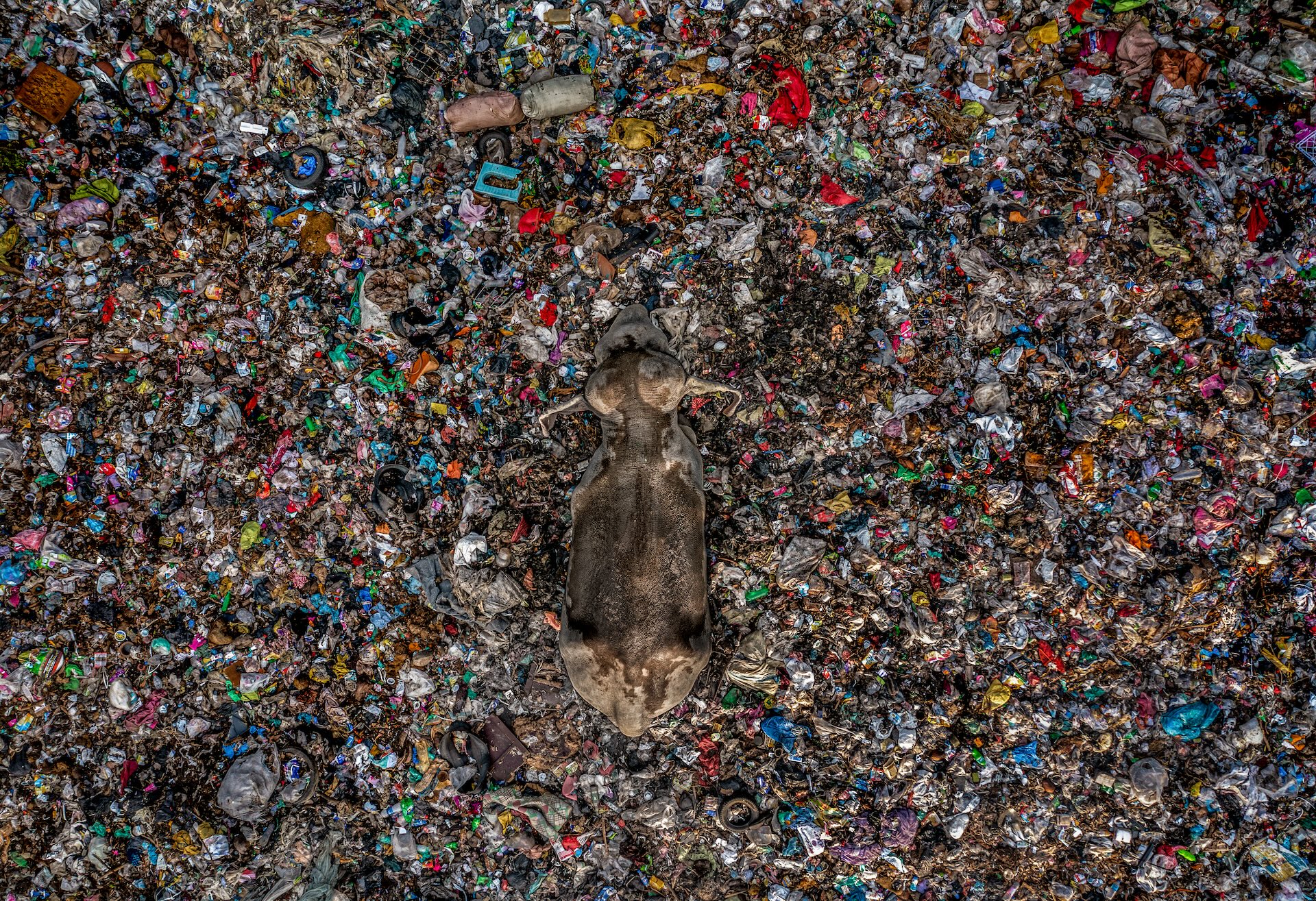 a bird's eye view of an elephant in a dump of plastic waste