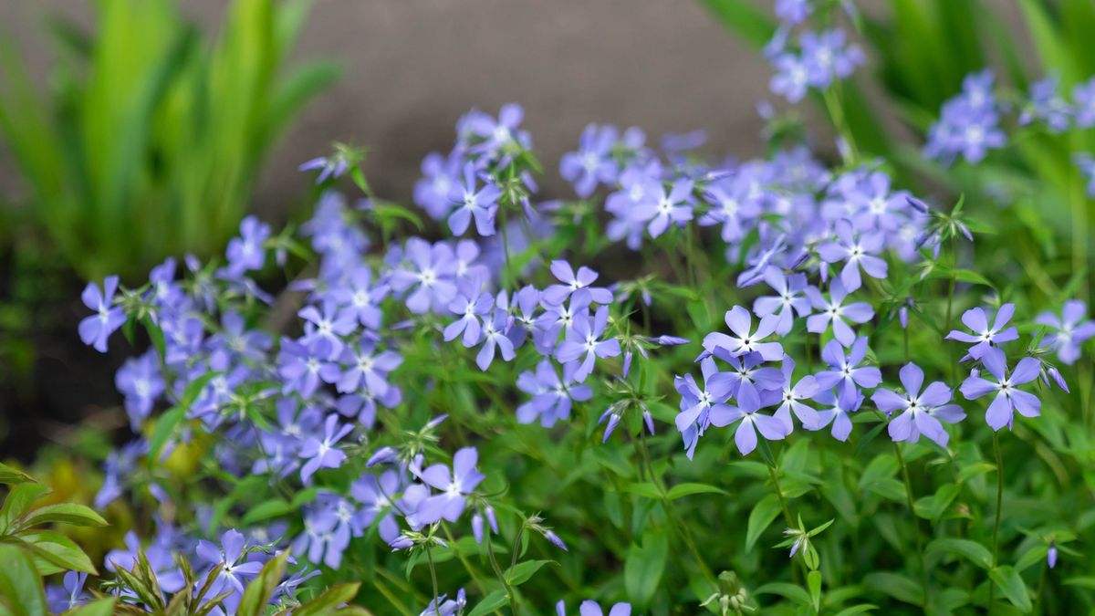 7 best plants to prevent soil erosion in your yard | Tom's Guide