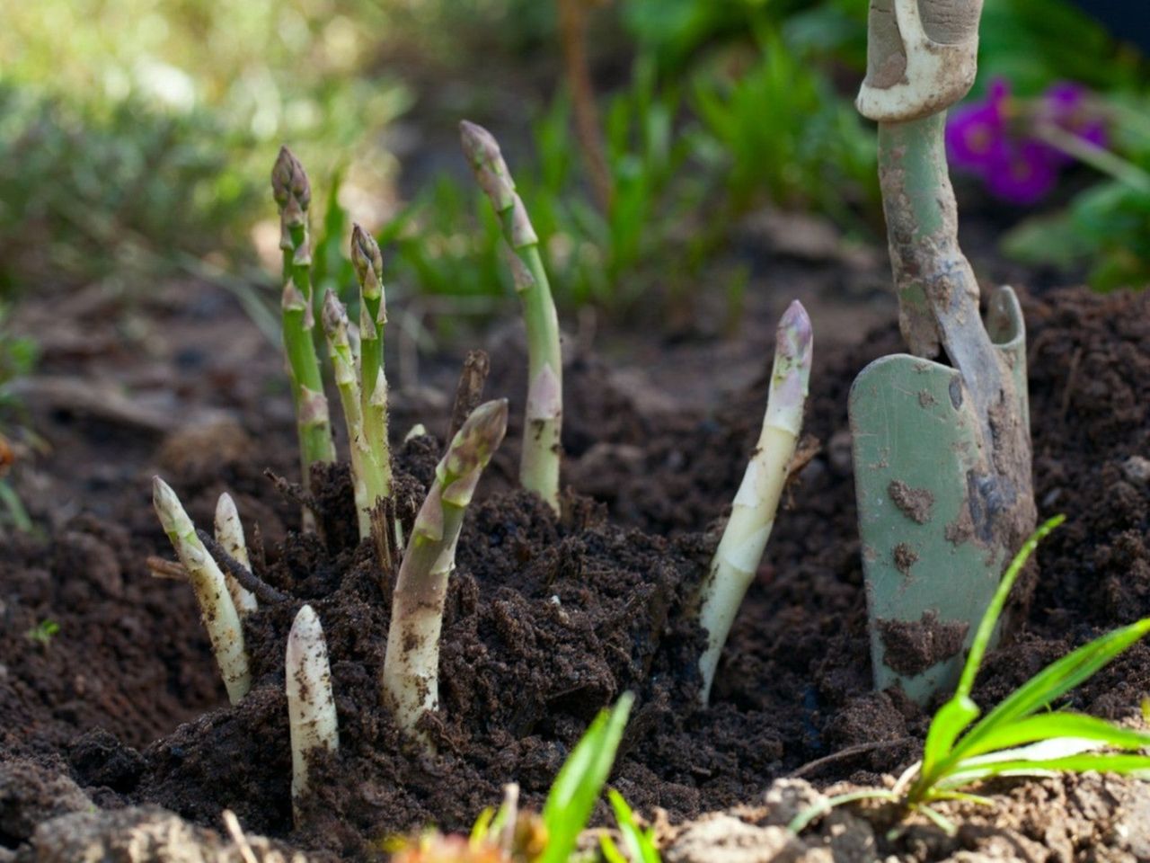 Edible Perennial Plants Growing In The Garden