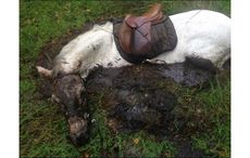 pony rescued bog