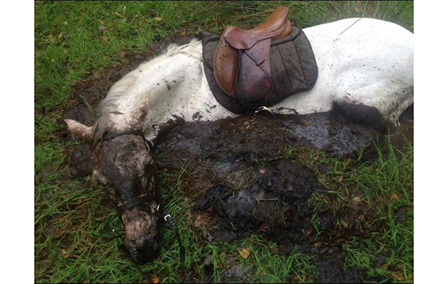 pony rescued bog