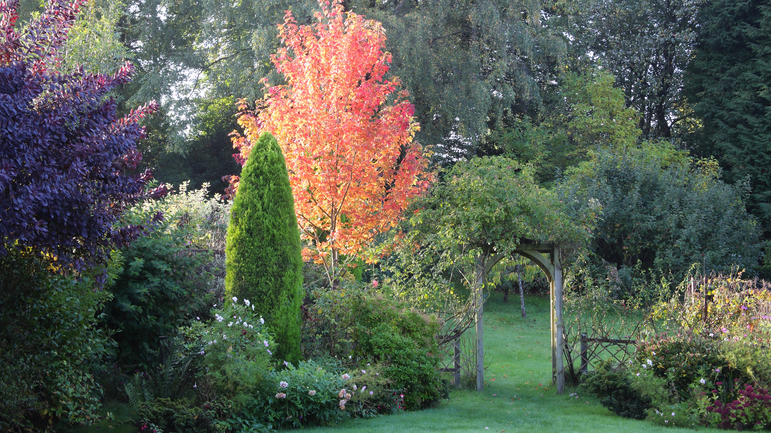 Fall garden with bright red tree in background