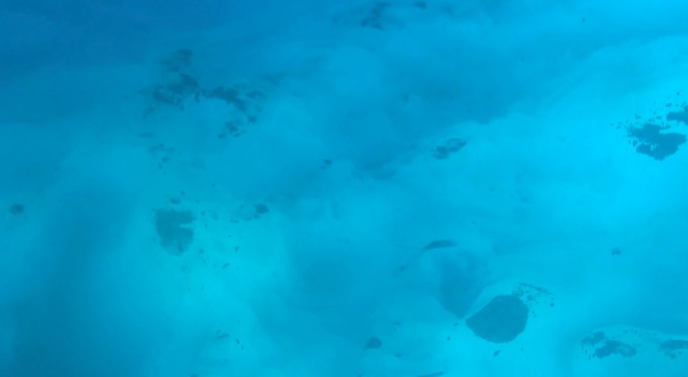 Snapshot of algae growing on sea ice captured during a trial dive of the NUI vehicle.