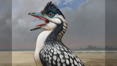 A life reconstruction of Archaeopteryx, including the oral papillae on the roof of its mouth, a bill-tip organ at the end of its beak, and a flexible-yet-sturdy tongue made possible by an extra tongue bone. Illustration by Ville Sinkkonen.