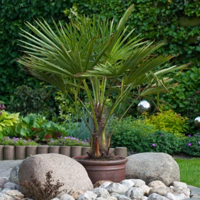 Yougarden - Trachycarpus Fortunei Chusan Palm 60-80cm (inc Pot) With Trunk