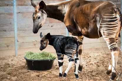 Rare &mdash; and adorable &mdash; baby okapi born at Houston Zoo