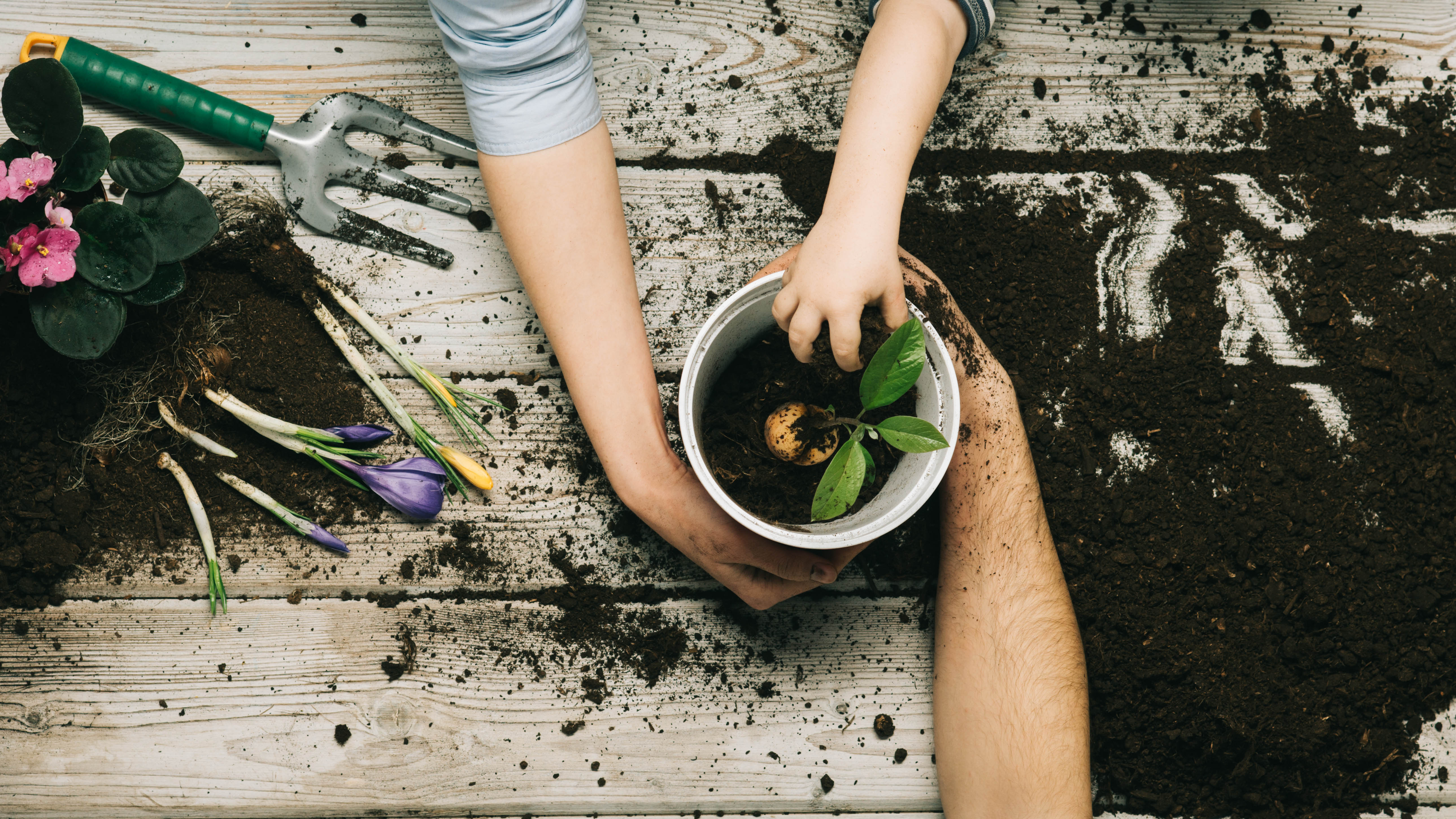 How to grow avocado from seed to get your own avocado tree | Tom's Guide