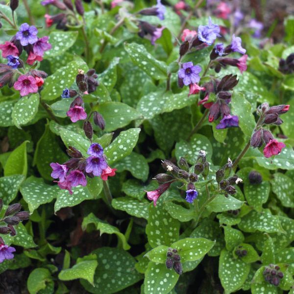 How to grow lungwort - an expert guide to healthy plants | Homes and ...