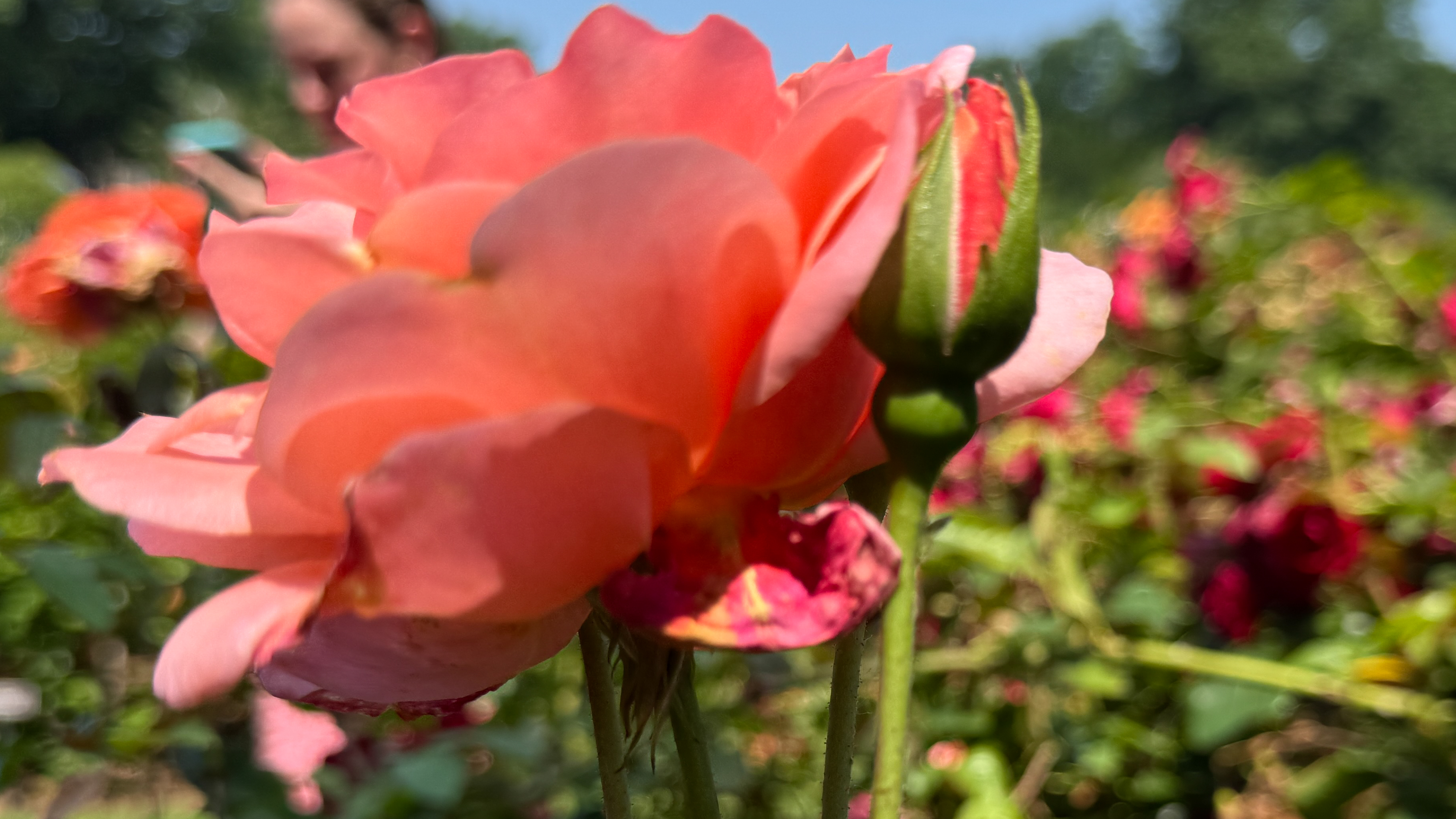A pink flower photographed with the Apple iPhone 16 Pro Max