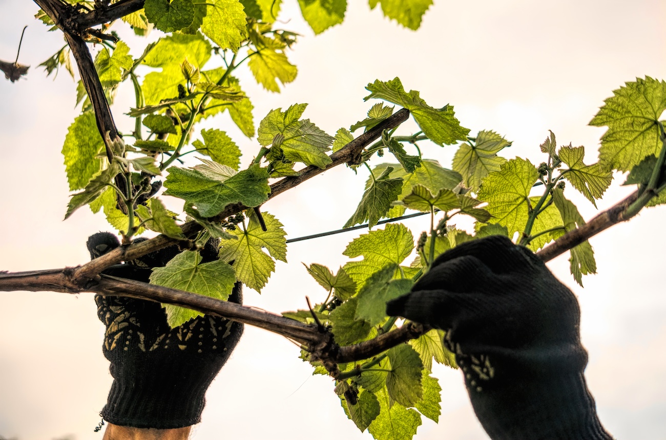 hands working a vine