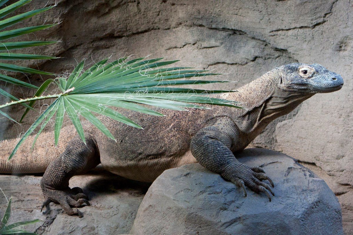 a young komodo dragon at the Denver Zoo