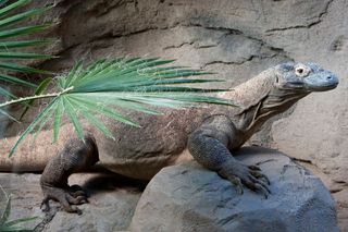 a young komodo dragon at the Denver Zoo