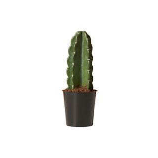 Cereus cactus