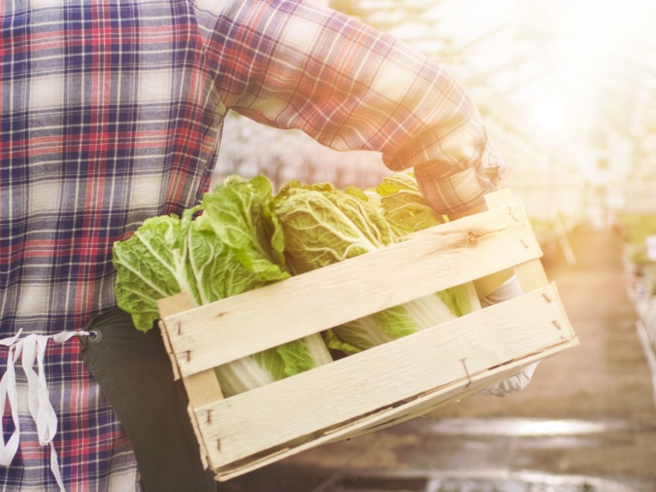 Gardener Holding A Wooden Crate Of Leafy Green Vegetables