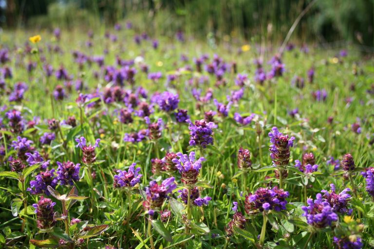 No Mow May – Self-heal in lawn
