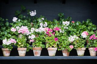 Display of geraniums in terracotta pots