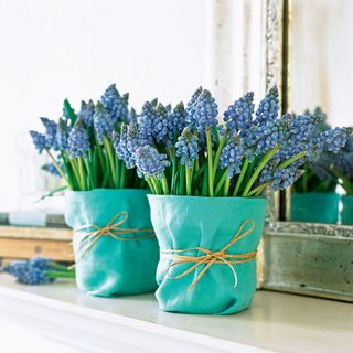 Christmas hyacinths in a plant pot with a linen cover