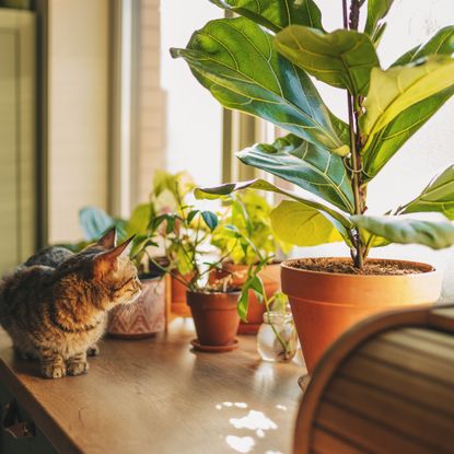 A tabby cat sits on a windowsill filled with indoor plants in the golden light of the afternoon