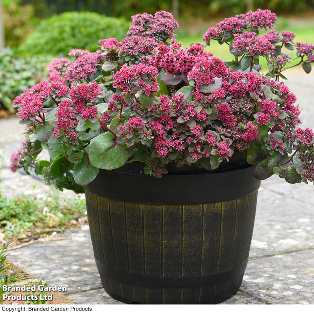 Pink sedum bush in a pot