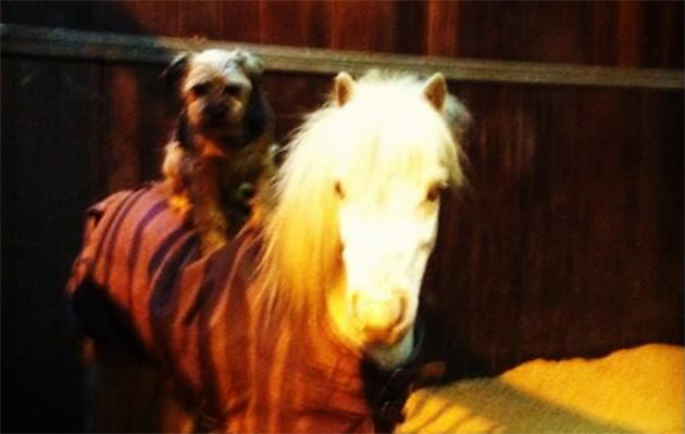 Why's Scrumpy Grumpy (@ScrumpysGrumpy) | Twitter 2014-12-19 15-42-11 copy