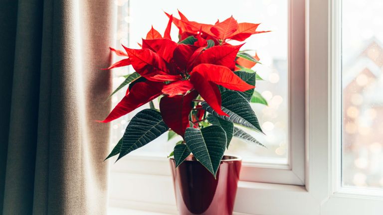 poinsettia sat on a windowsill in festive red pot