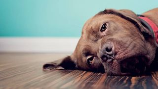 Dog lying sad on the floor