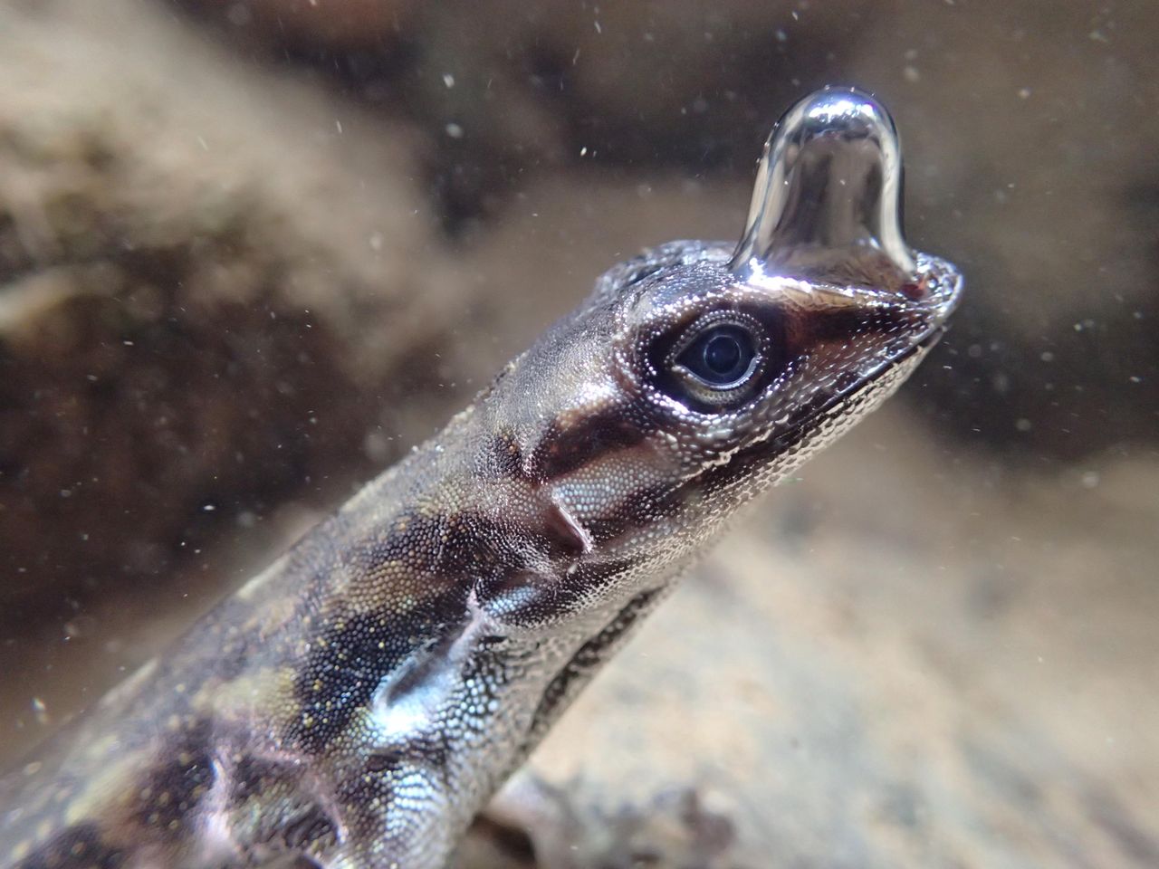 An anole lizard uses a bubble of air to breathe underwater.