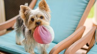 Best dog and cat names — small dog playing with toy