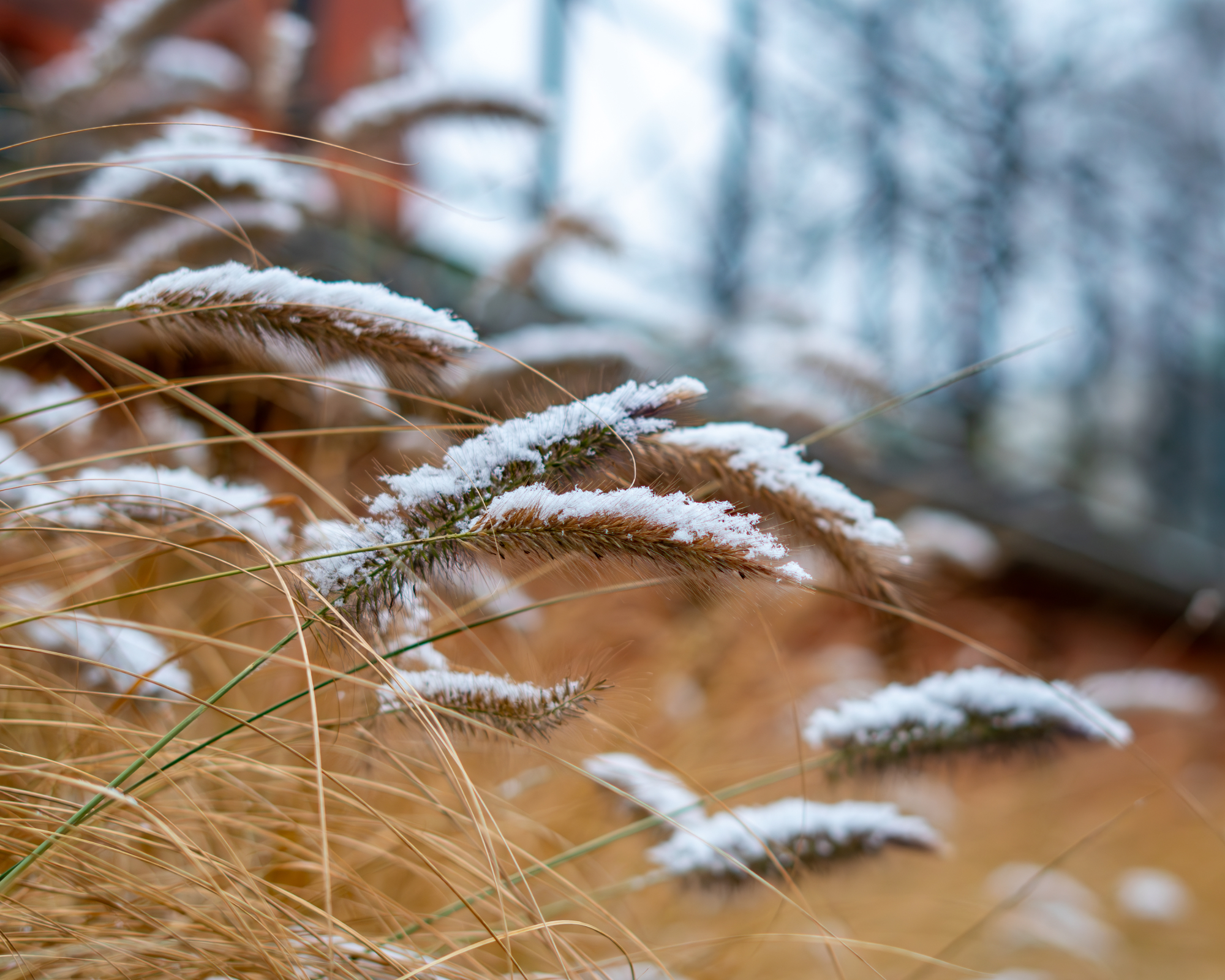 ornamental grass covered in snow
