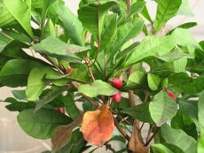 Miracle Berry Fruit Plant