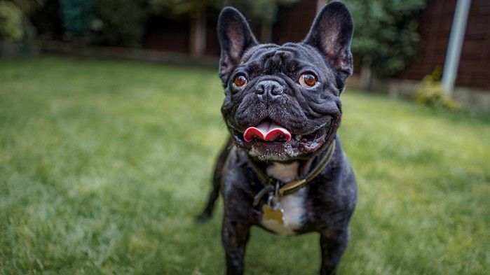French Bulldog: Breed profile | PetsRadar