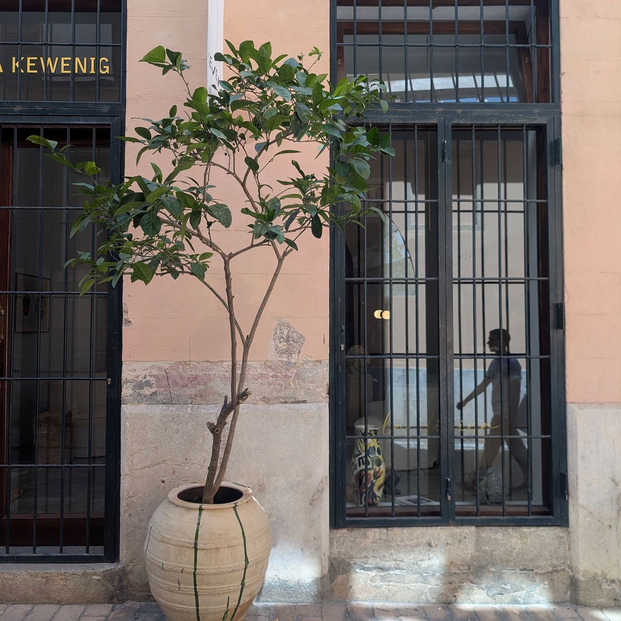 Potted tree on street