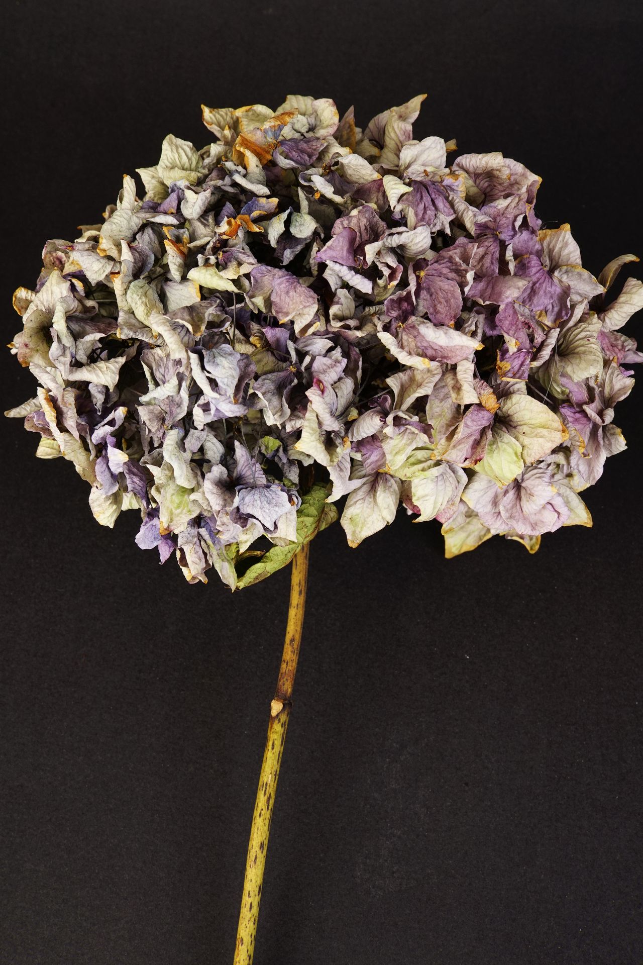 Still life of dried hydrangeas