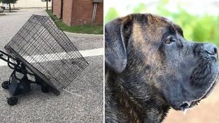 Cane Corso found dead in a crate Newport News