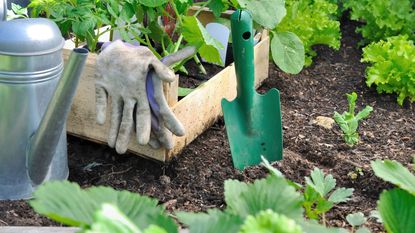 gardening tools and seedlings