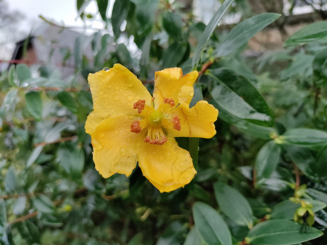 OnePlus Nord N10 5G camera sample