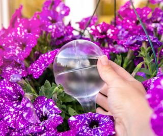 plant watering globe amongst purple petunias