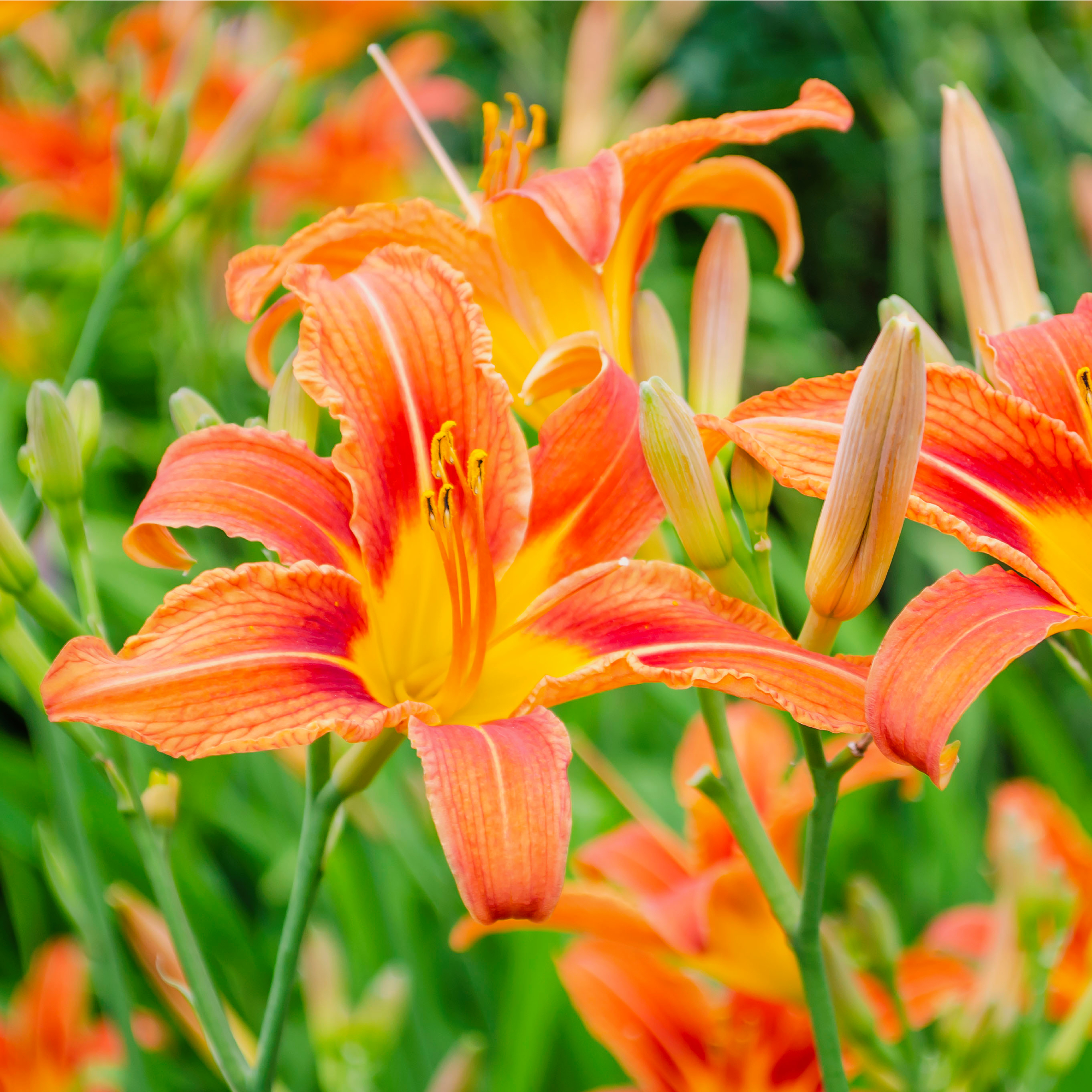 daylily blooms in garden