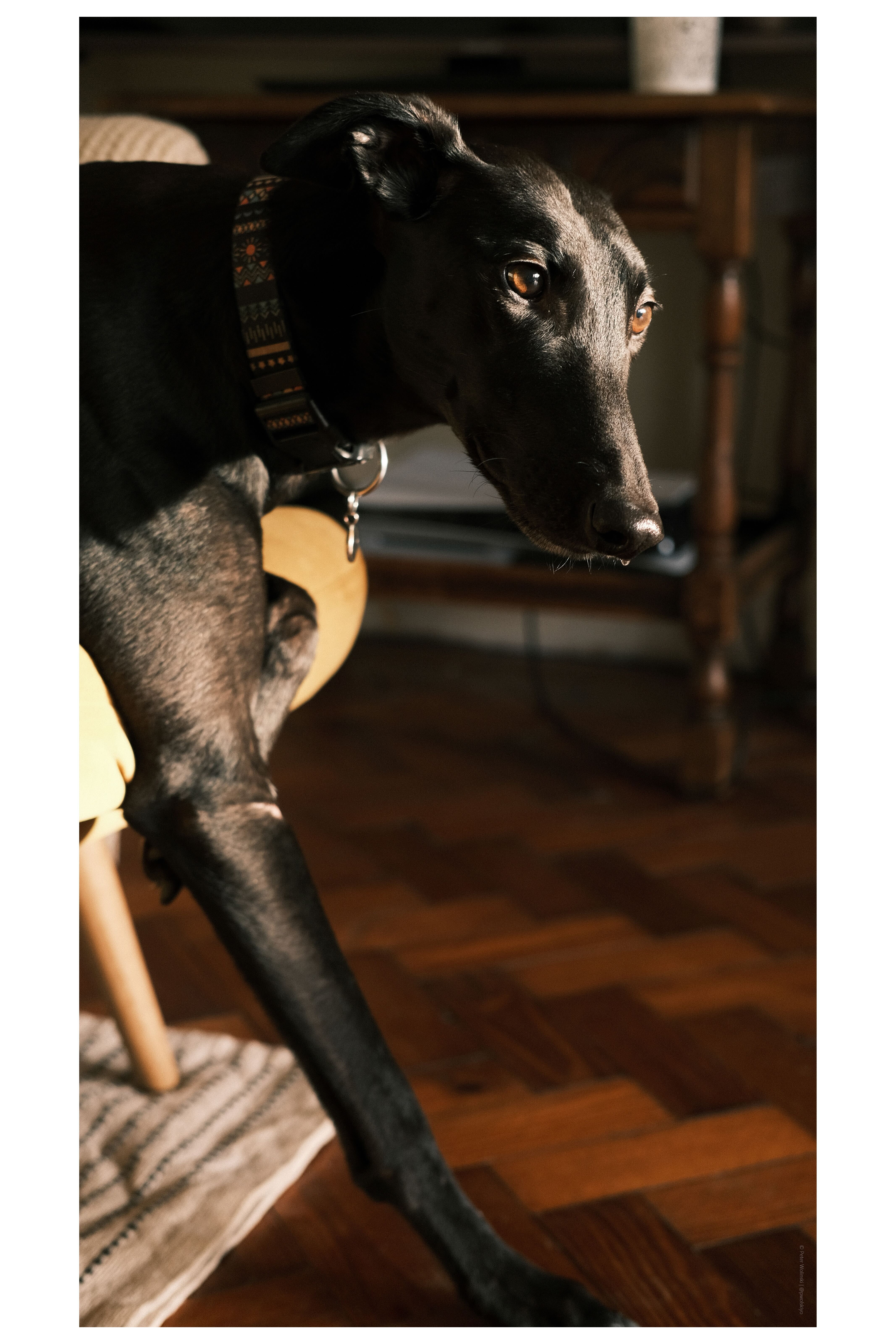 A photo of a greyhound shot on Fuji X-E4