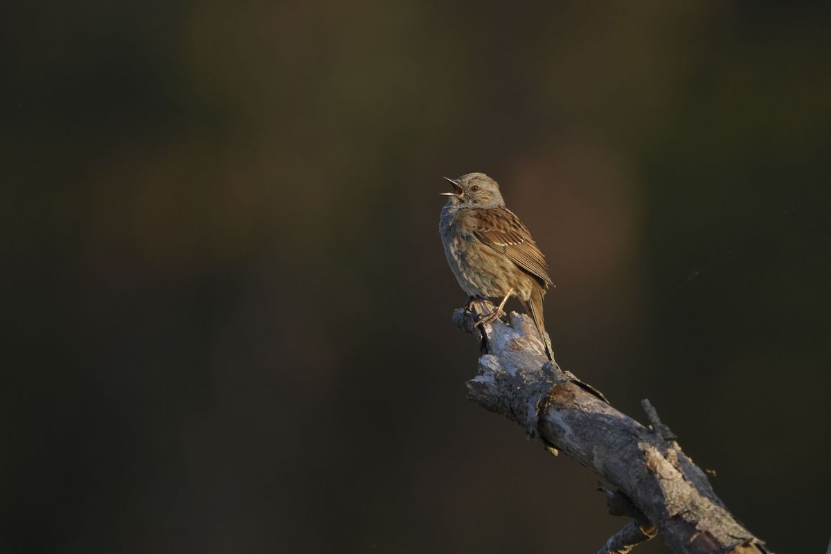A bird on a branch at first light, morning song