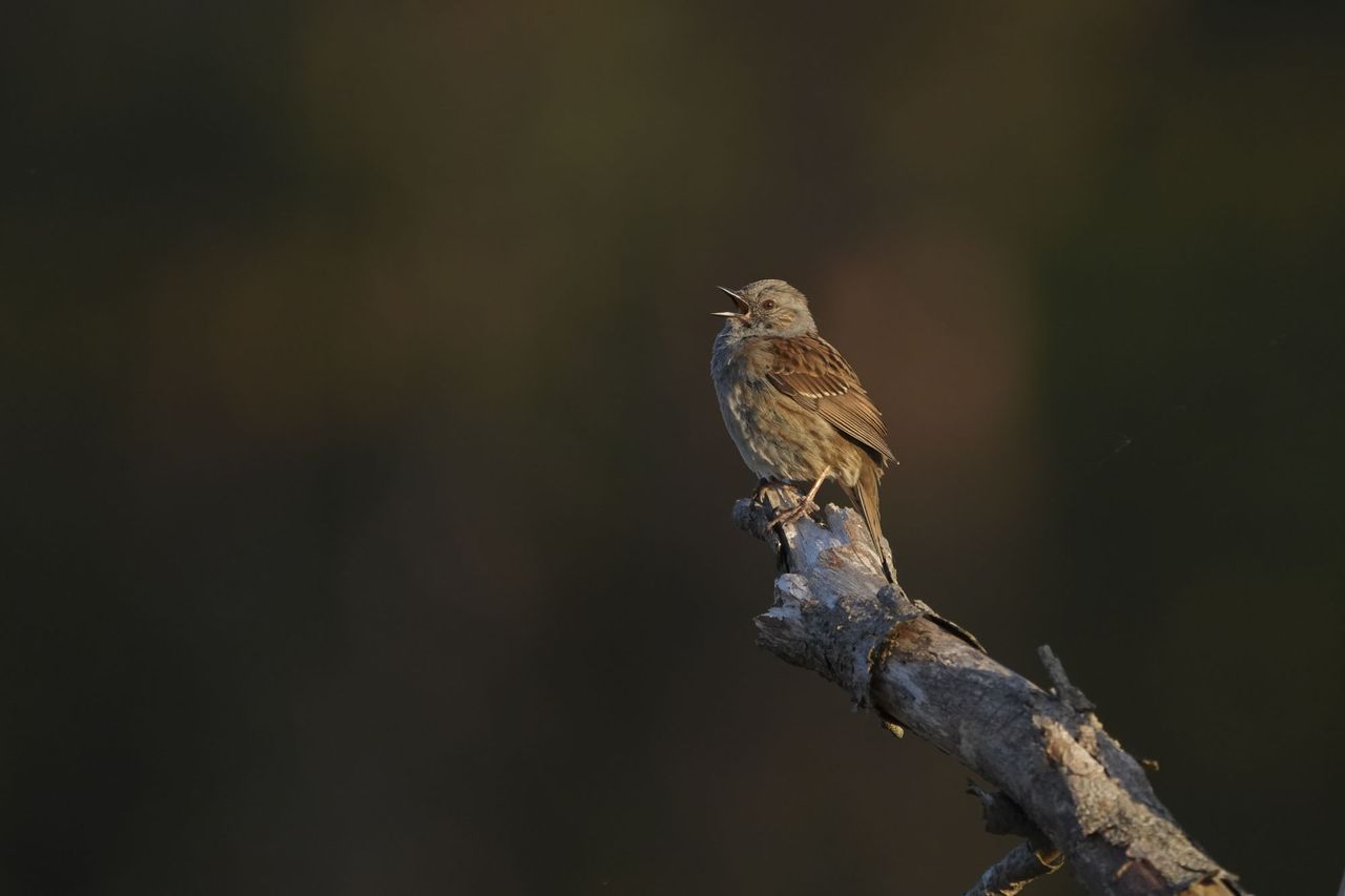A bird on a branch at first light, morning song