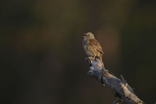 A bird on a branch at first light, morning song