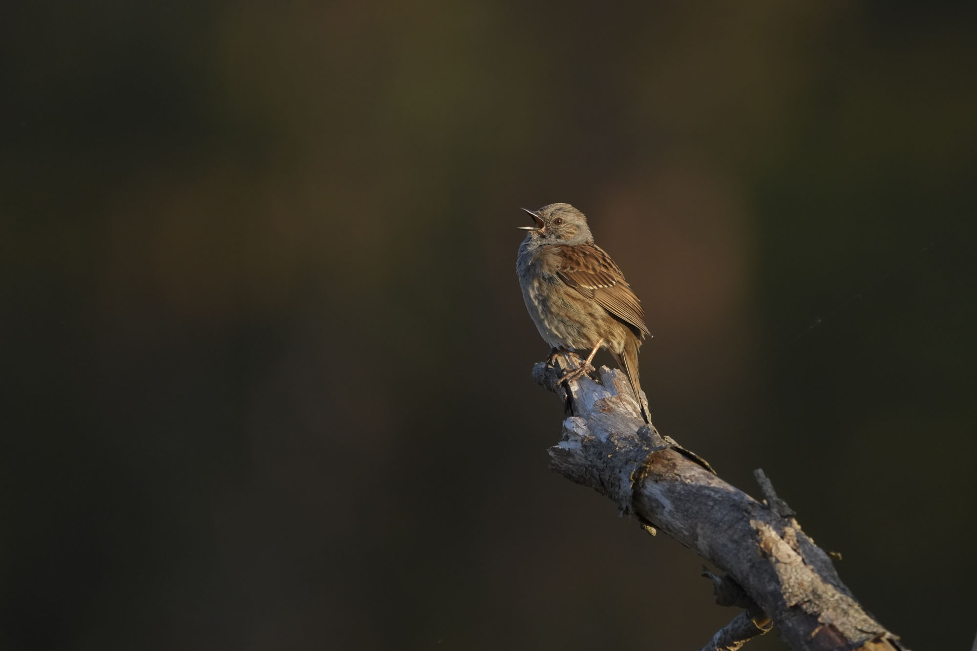 A bird on a branch at first light, morning song